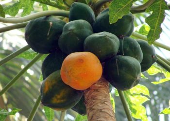 papaya-173660_640