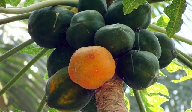 papaya-173660_640