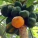 papaya-173660_640