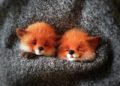Foxes