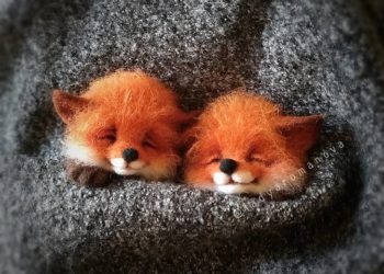 Foxes