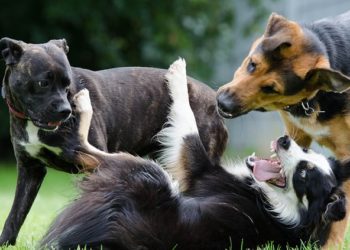 Deadliest dogs in the world you must aware