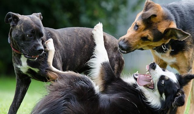 Deadliest dogs in the world you must aware