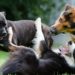 Deadliest dogs in the world you must aware