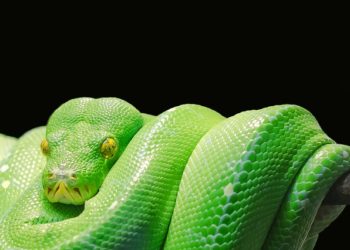 Green-tree-python