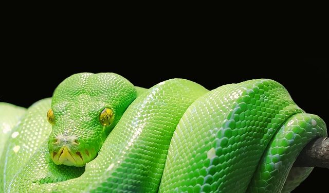 Green-tree-python