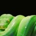 Green-tree-python