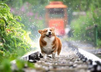 Happy dog in a rainy day