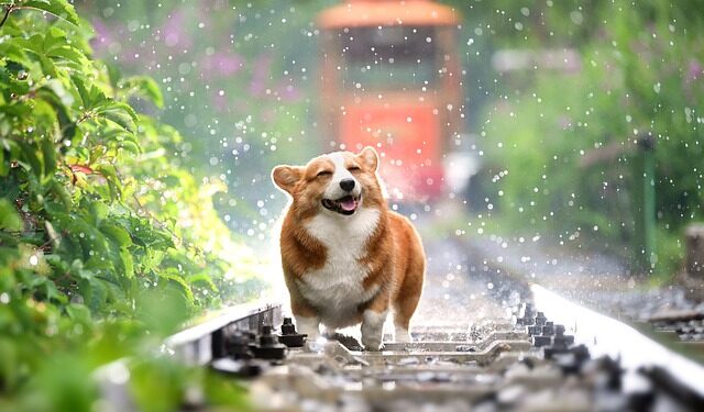 Happy dog in a rainy day