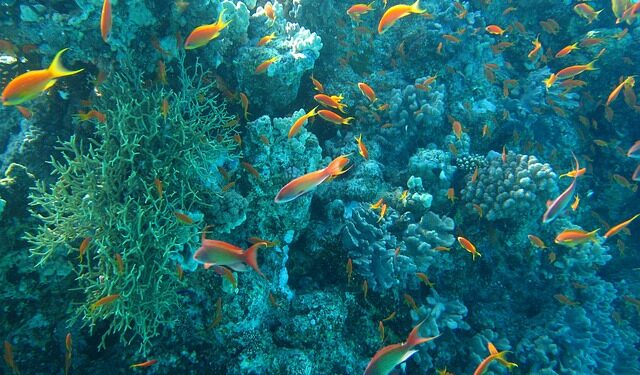 Sea life