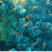Sea life