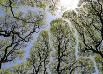 Crown Shyness