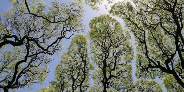 Crown Shyness