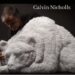 Calvin Nicholls paper sculptures