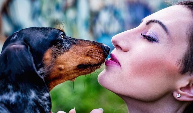 dachshund