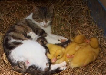 Cat With Kittens and Ducklings