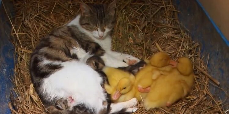 Cat With Kittens and Ducklings