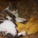 Cat With Kittens and Ducklings