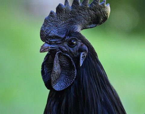Goth Chicken