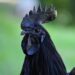 Goth Chicken
