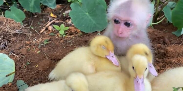 Baby Monkey & Ducklings