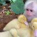 Baby Monkey & Ducklings