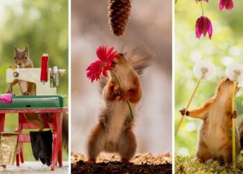 Squirrels