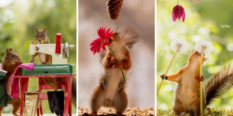 Squirrels