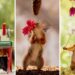 Squirrels