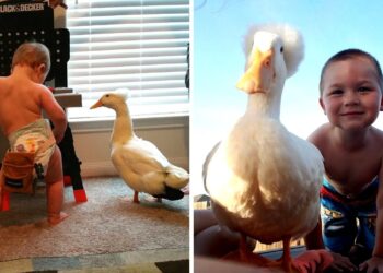 The Duck and the Little Boy’s Best Friends Forever