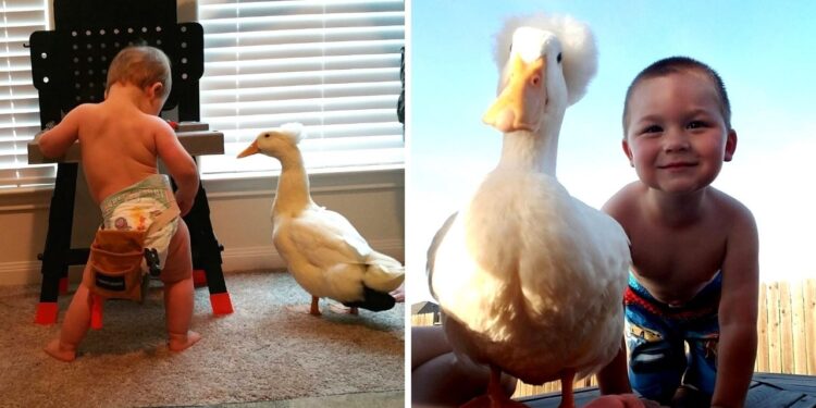 The Duck and the Little Boy’s Best Friends Forever