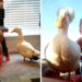 The Duck and the Little Boy’s Best Friends Forever