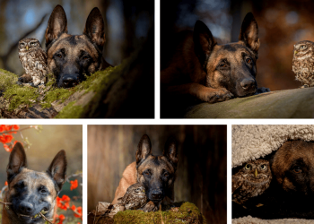 The Cutest Friendship between a Dog (Ingo) and an Owl (Poldi)