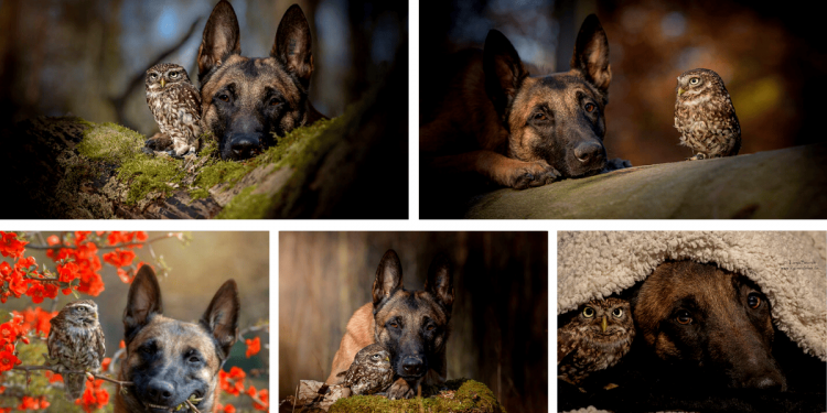The Cutest Friendship between a Dog (Ingo) and an Owl (Poldi)