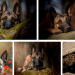 The Cutest Friendship between a Dog (Ingo) and an Owl (Poldi)