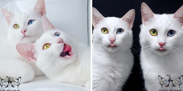 Meet the Glamorous Twin Cats In the Universe – Iriss and Abyss