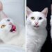 Meet the Glamorous Twin Cats In the Universe – Iriss and Abyss