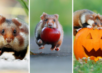 Cute Wild Animals’