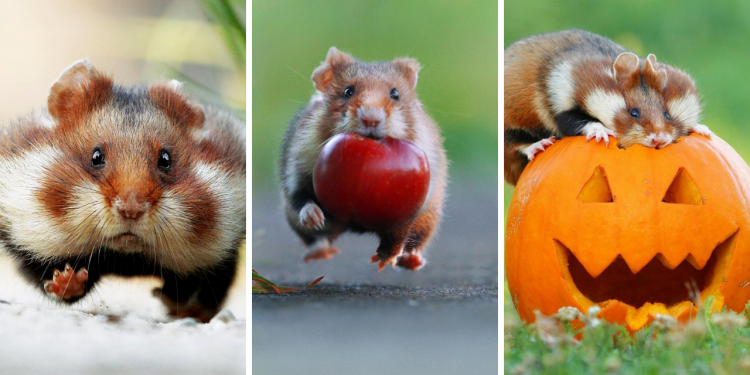 Cute Wild Animals’