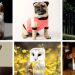 Cube Animals
