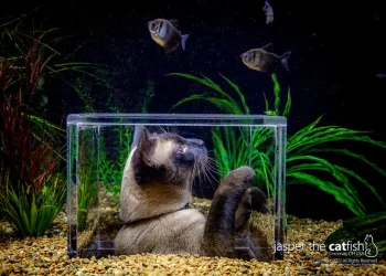 Cat watching fish