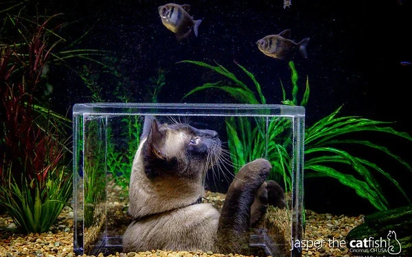 Cat watching fish