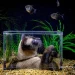 Cat watching fish