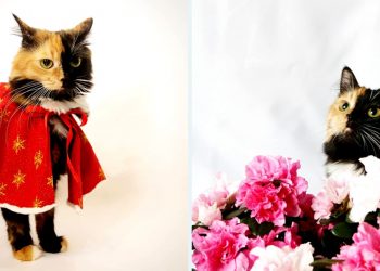 Yana two faced cat