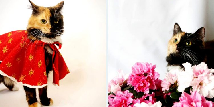 Yana two faced cat