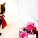 Yana two faced cat