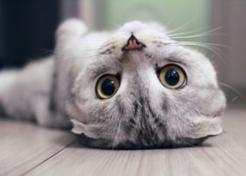 A Closer Look at the Secret Life of Cats
