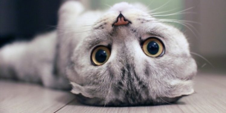 A Closer Look at the Secret Life of Cats
