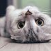 A Closer Look at the Secret Life of Cats