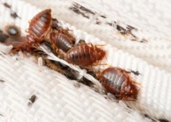 Bed Bugs